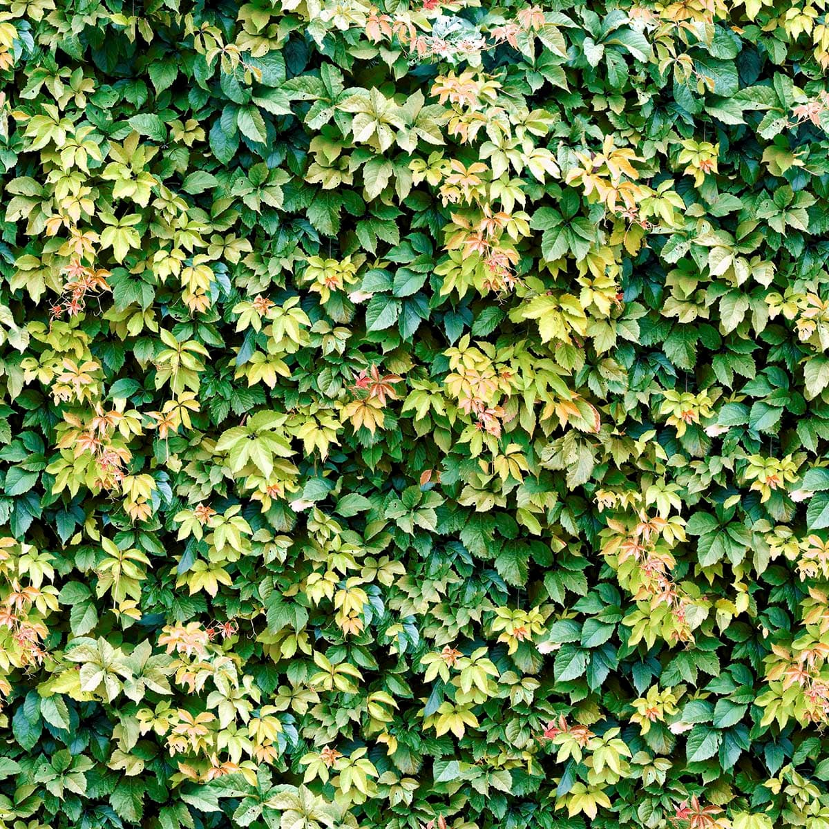 Realistic Wall of Green Leaves Wallpaper pattern detail