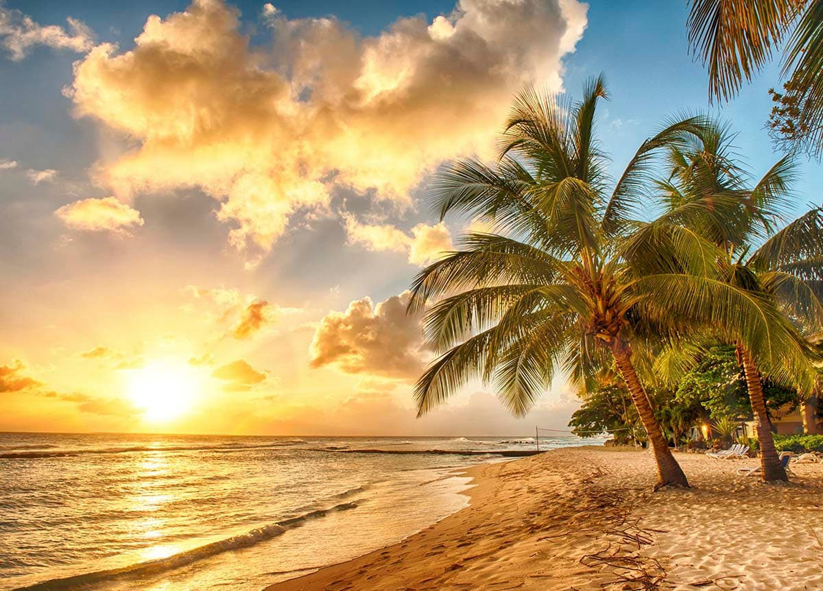 Relaxing Beach Palm Trees Nature wallpaper pattern detail
