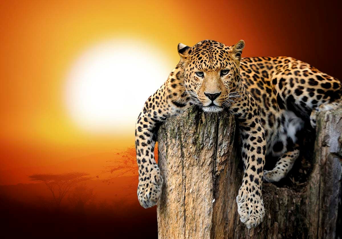 Wild Leopard Resting on Tree Stump wallpaper pattern detail