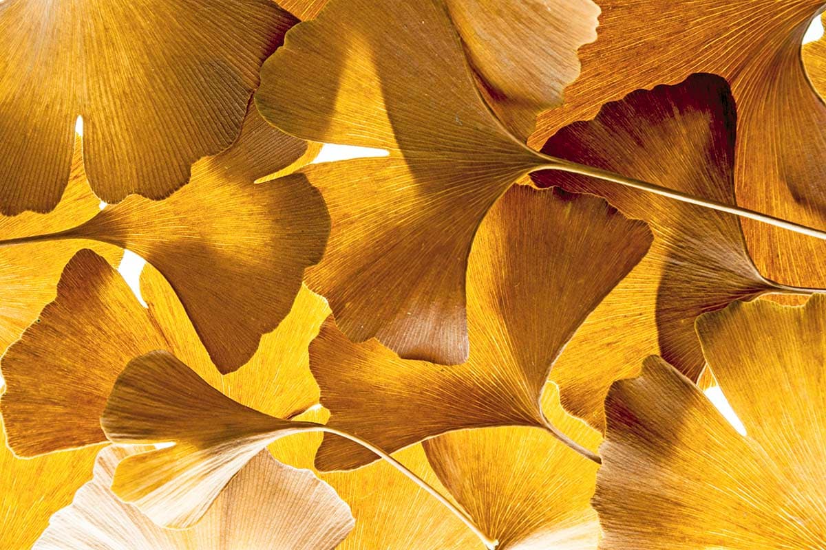 Detailed Leaf Texture Nature Close-Up wallpaper pattern detail