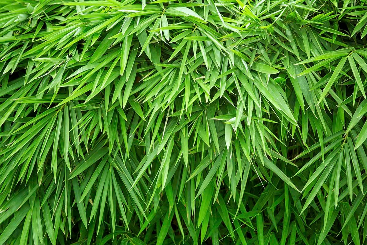 Close-Up Green Plant Leaves Aesthetic Nature Wallpaper pattern detail