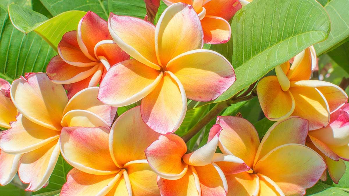 Elegant Exotic Flower Feature Wall Wallpaper pattern detail