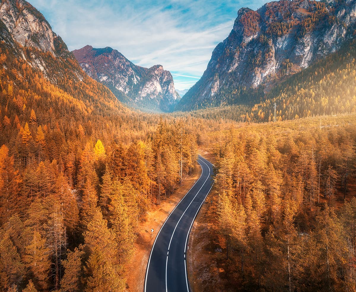 A road through a forest pattern detail