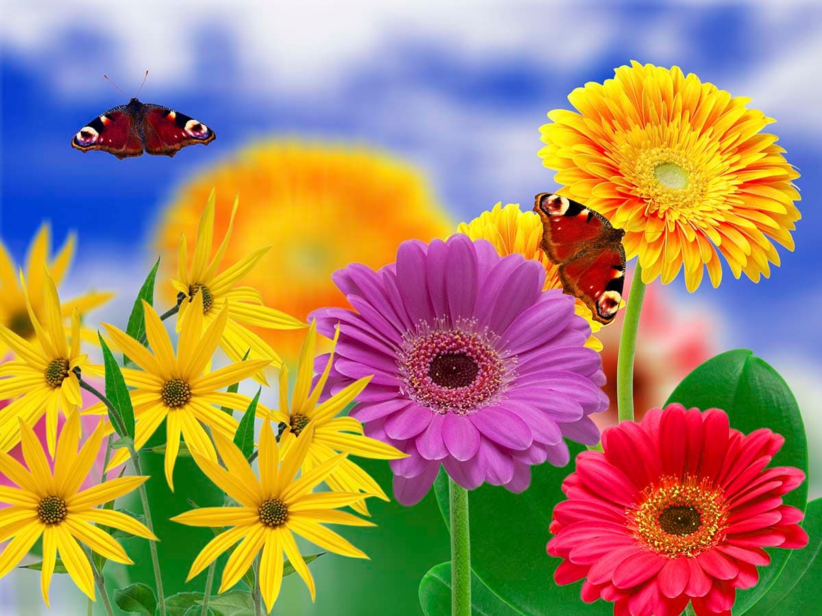 Vibrant Transvaal Daisies and Butterflies Floral Wallpaper Mural pattern detail