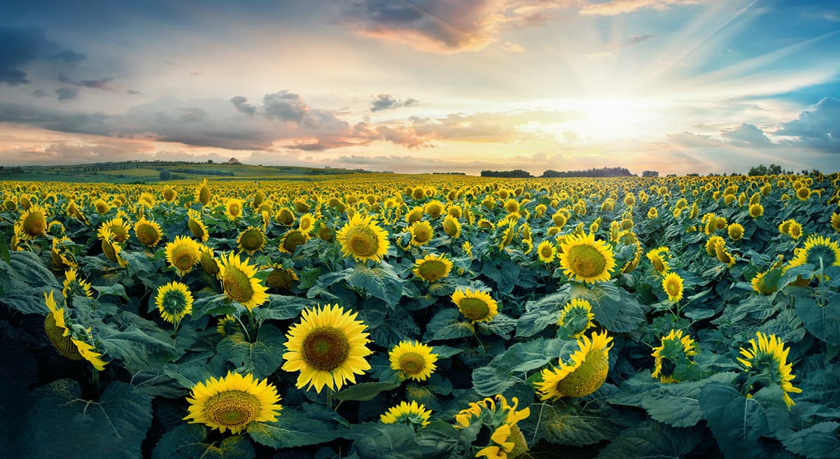 Sunflower Field with Sunlight Through Clouds wallpaper pattern detail