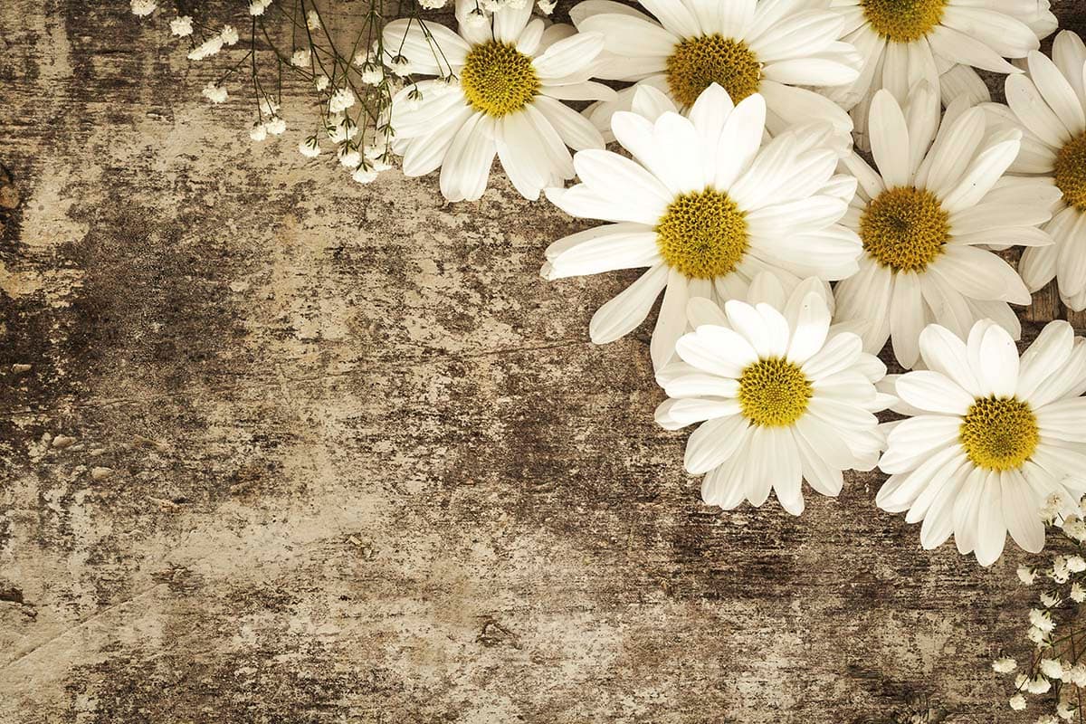 White Daisies on Grunge Wall Wallpaper pattern detail