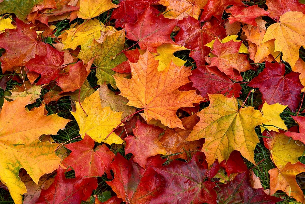 Colorful Autumn Maple Leaves Wallpaper pattern detail