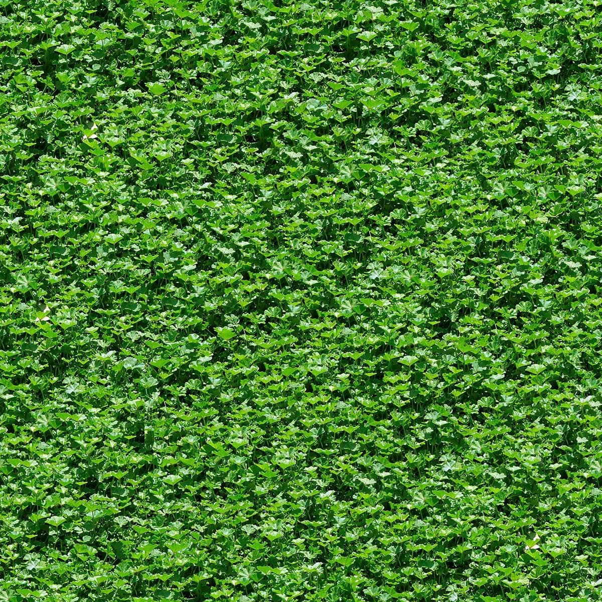 Premium Green Creeper Wall for Elegant Home Wallpaper pattern detail