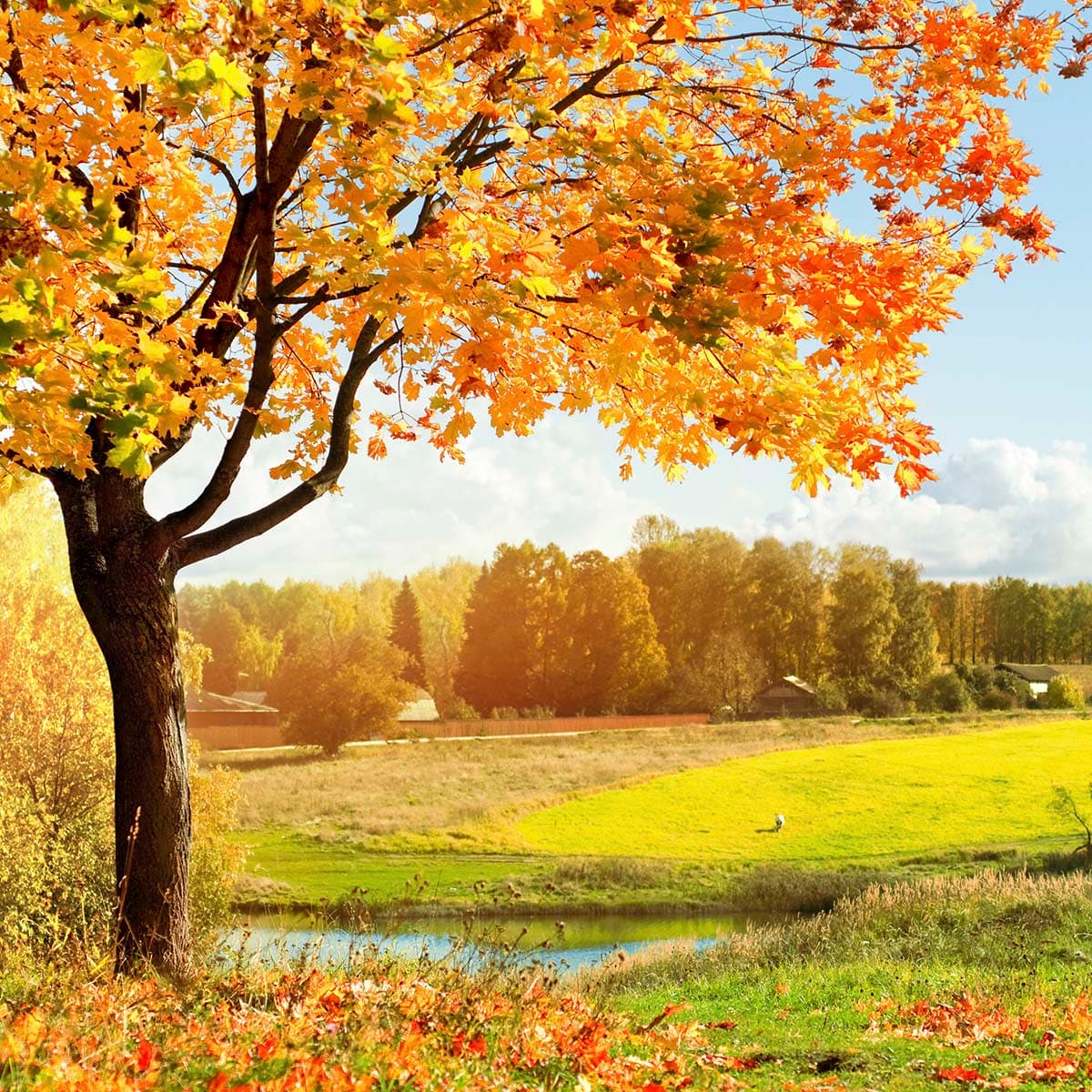 Autumn Tree with Orange Leaves and River View Wallpaper pattern detail