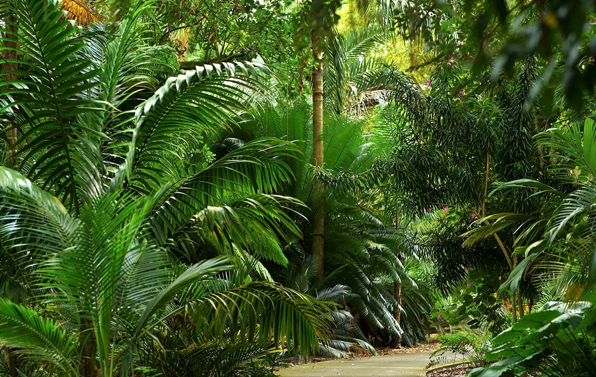 A path through a tropical forest pattern detail