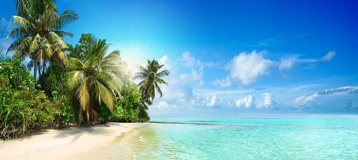 Beach with Palm Trees and Blue Water Tropical Wallpaper pattern detail