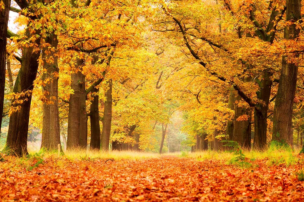 Autumn Forest Path with Orange Leaves Wallpaper pattern detail