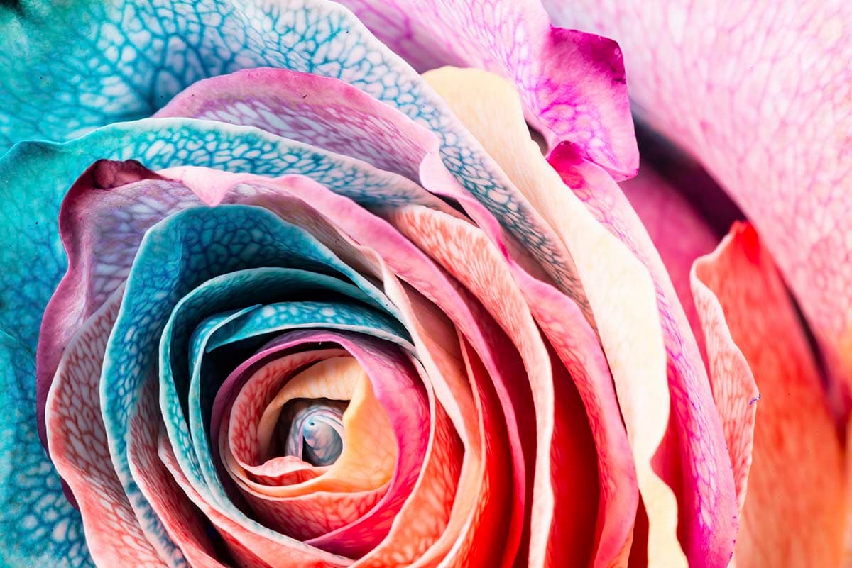 Beautiful Rose Wallpaper for Home pattern detail