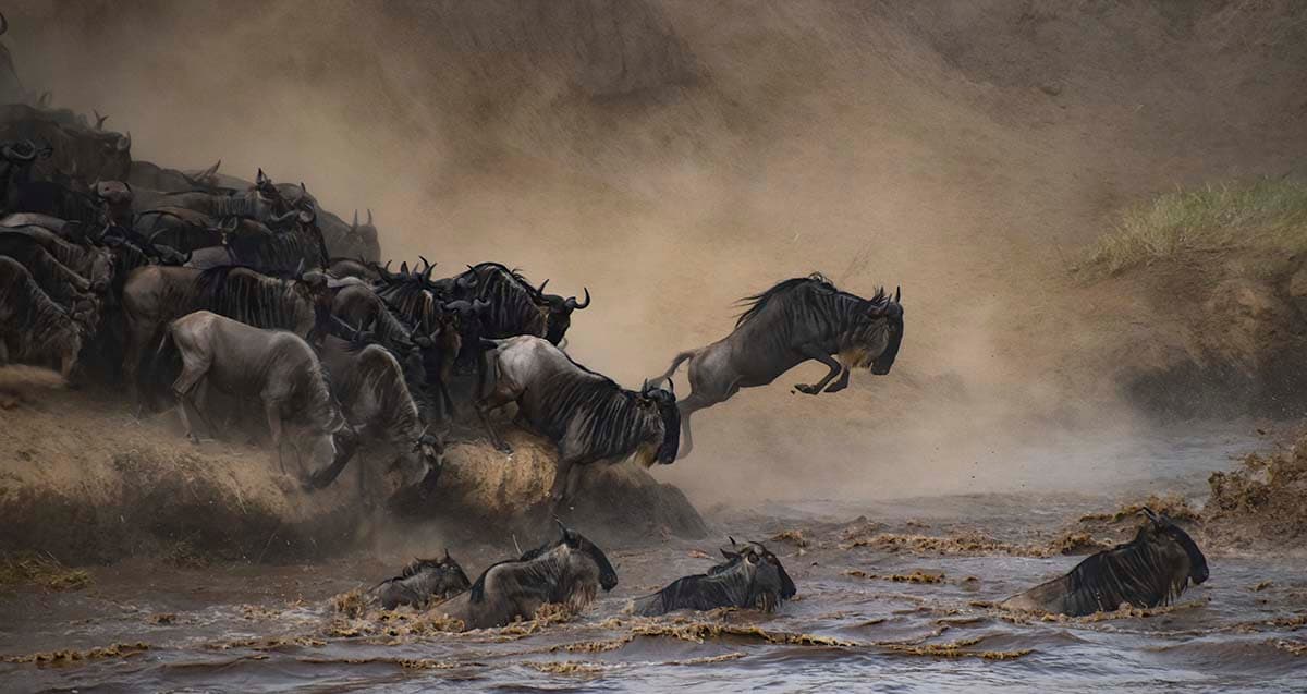 Dynamic Wildebeest Herd Jumping into Water Wallpaper Mural pattern detail