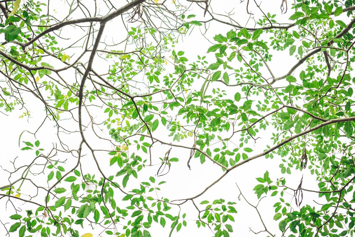 Tree Branches With Green Leaves Wallpaper for Ceiling pattern detail