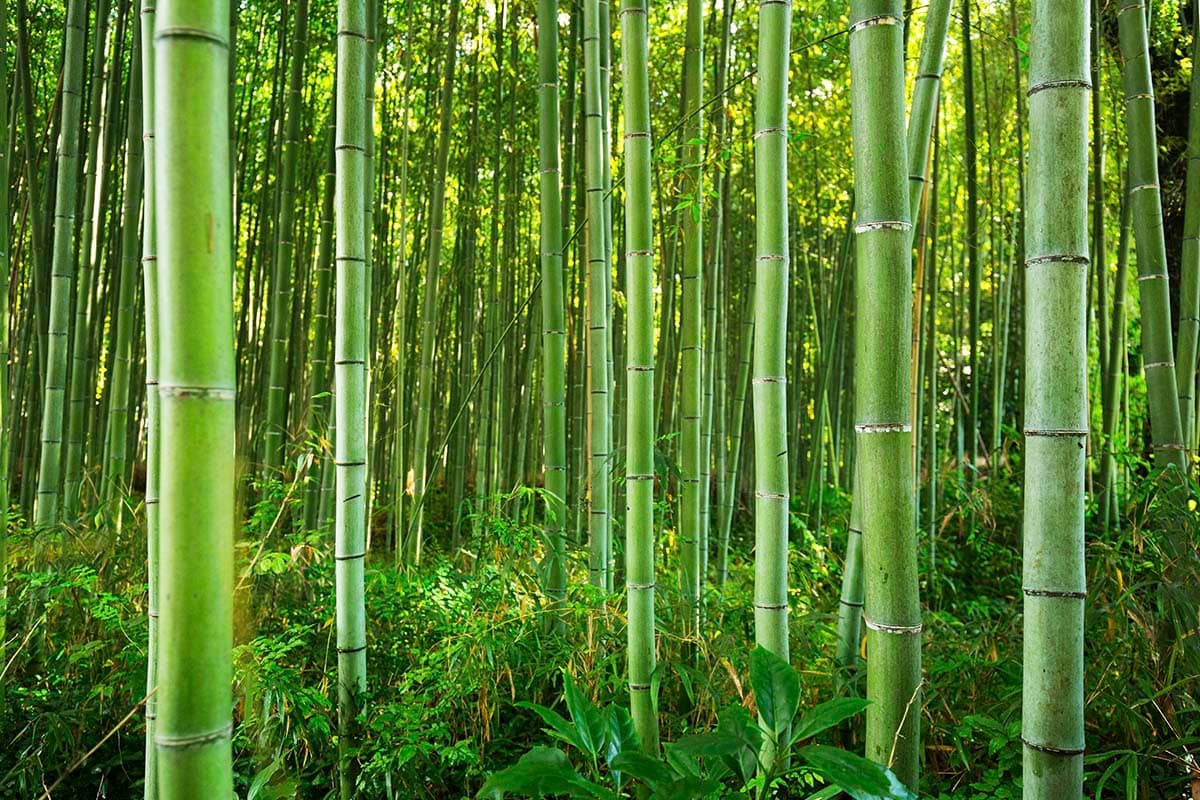 Bamboo Wallpaper for Wall, Green Bamboo Forest Wallpaper pattern detail