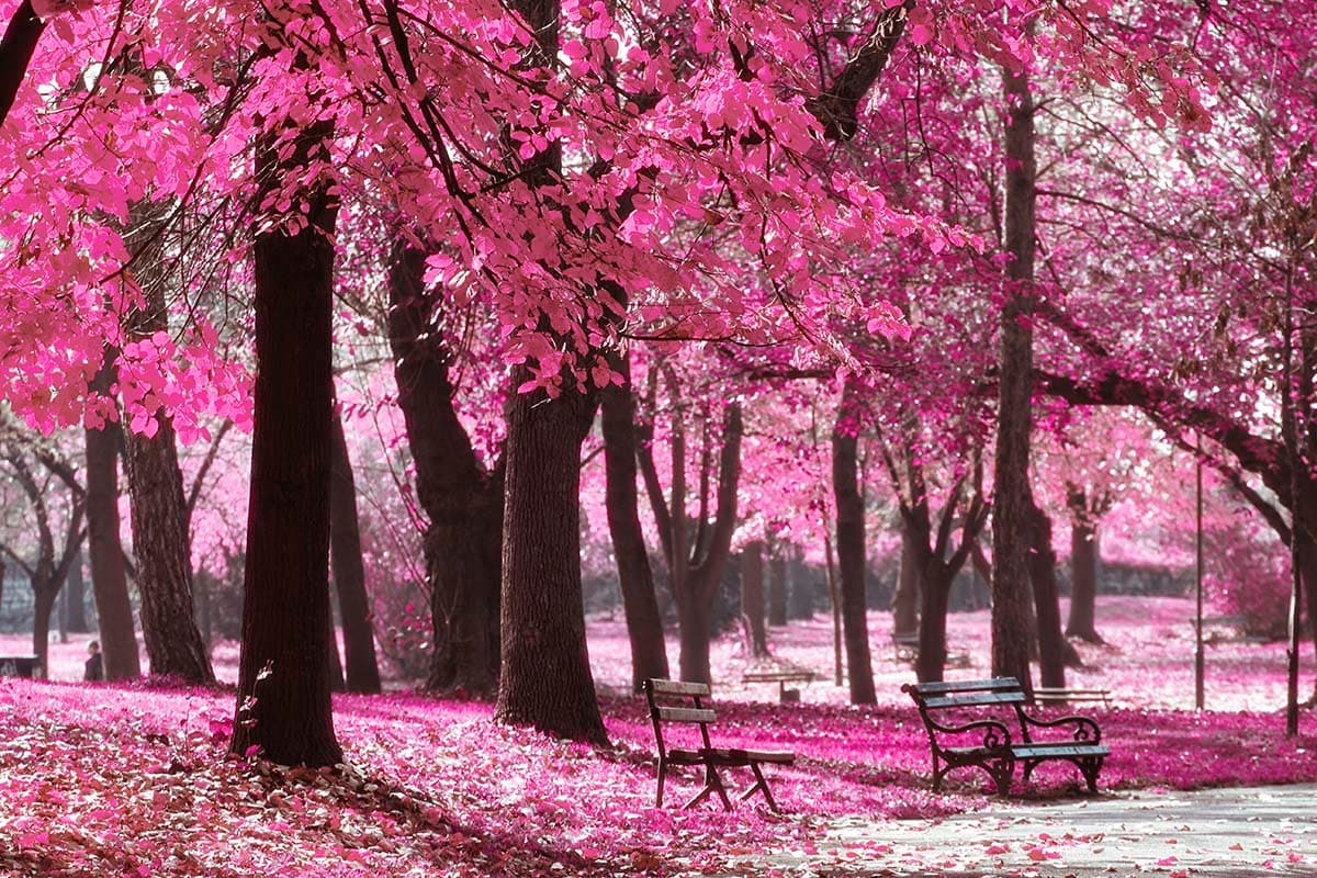 Romantic Pink Blossom Park Bench Nature Wallpaper pattern detail