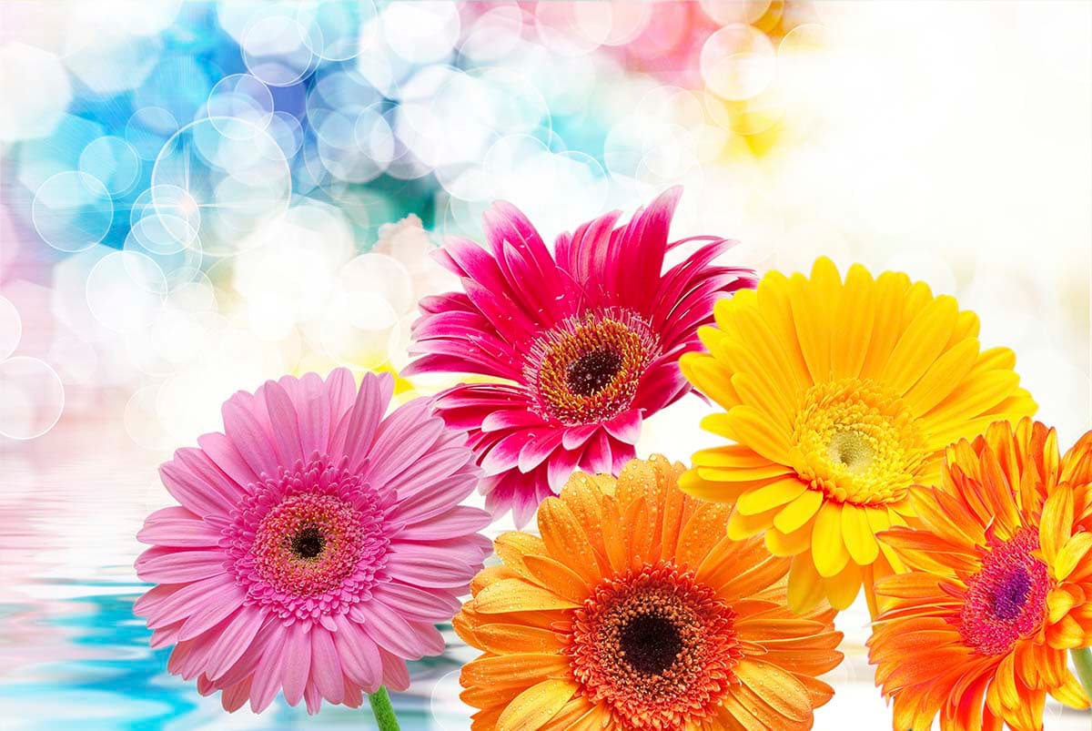 Enchanting Transvaal Daisies Wallpaper Mural pattern detail