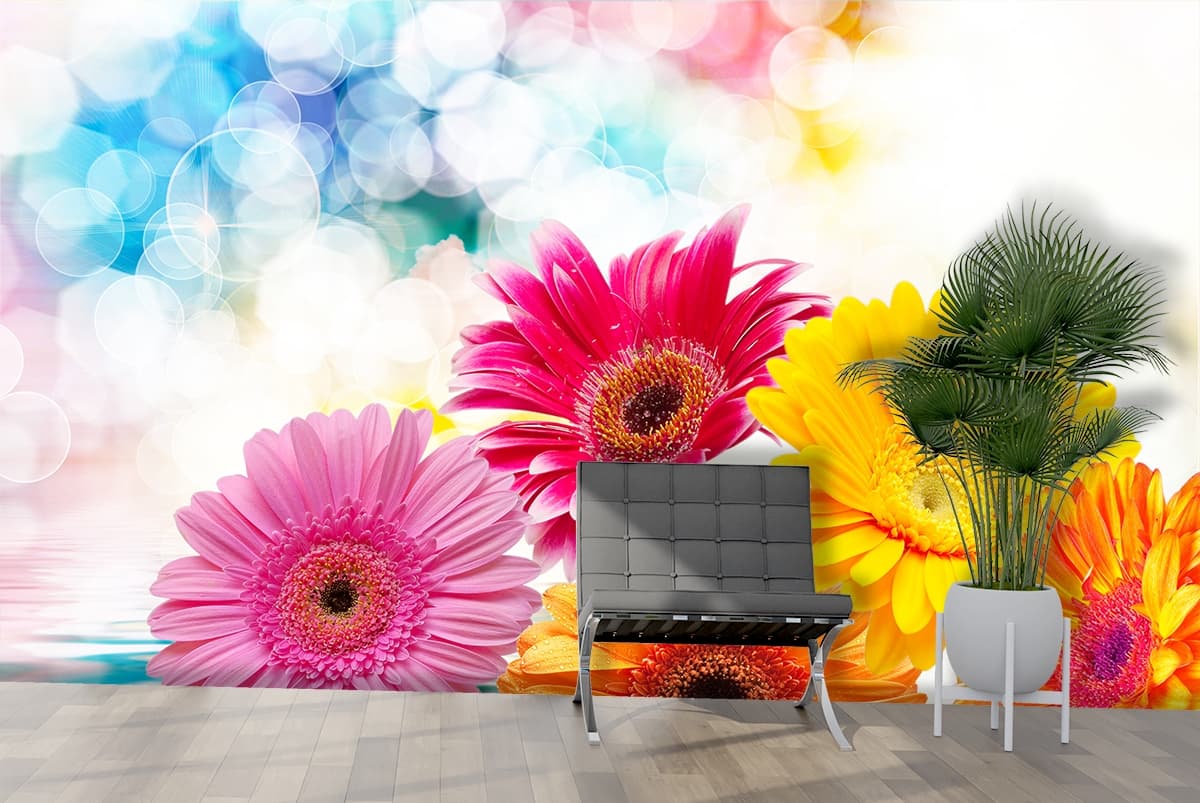 Enchanting Transvaal Daisies Wallpaper Mural shown in a room