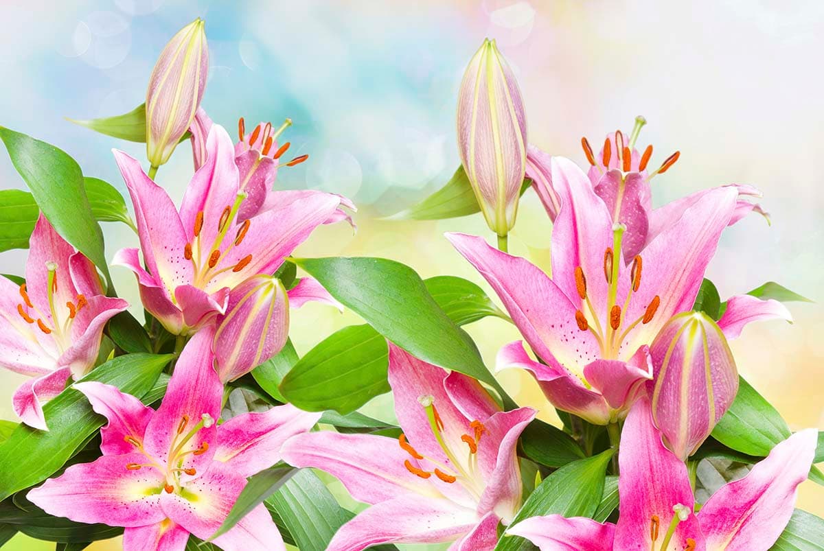 Pink Lily Flowers Wallpaper Mural pattern detail