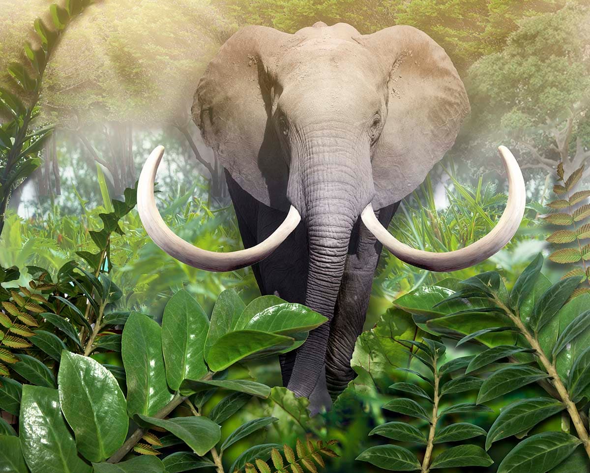 Majestic Elephant in Jungle Safari Style Wallpaper pattern detail