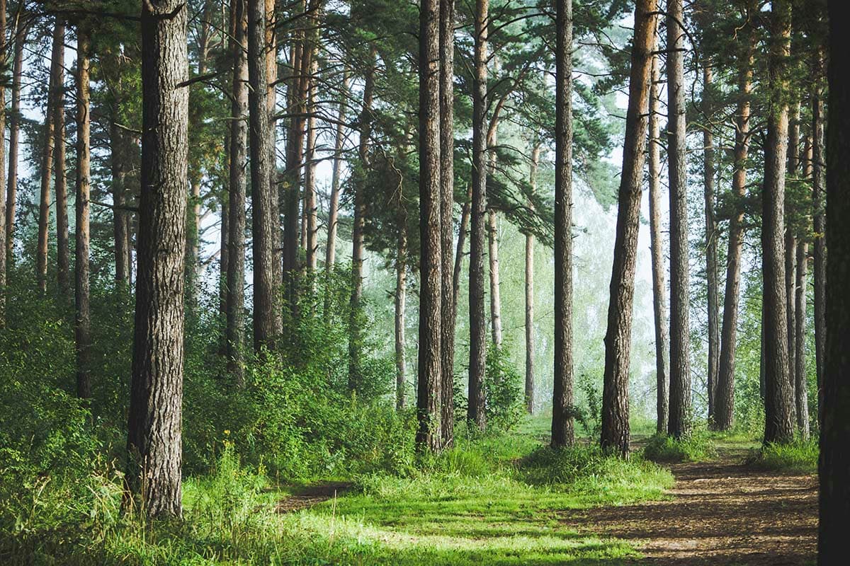 Forest Path Scenic Nature Trail Wall Mural Wallpaper pattern detail