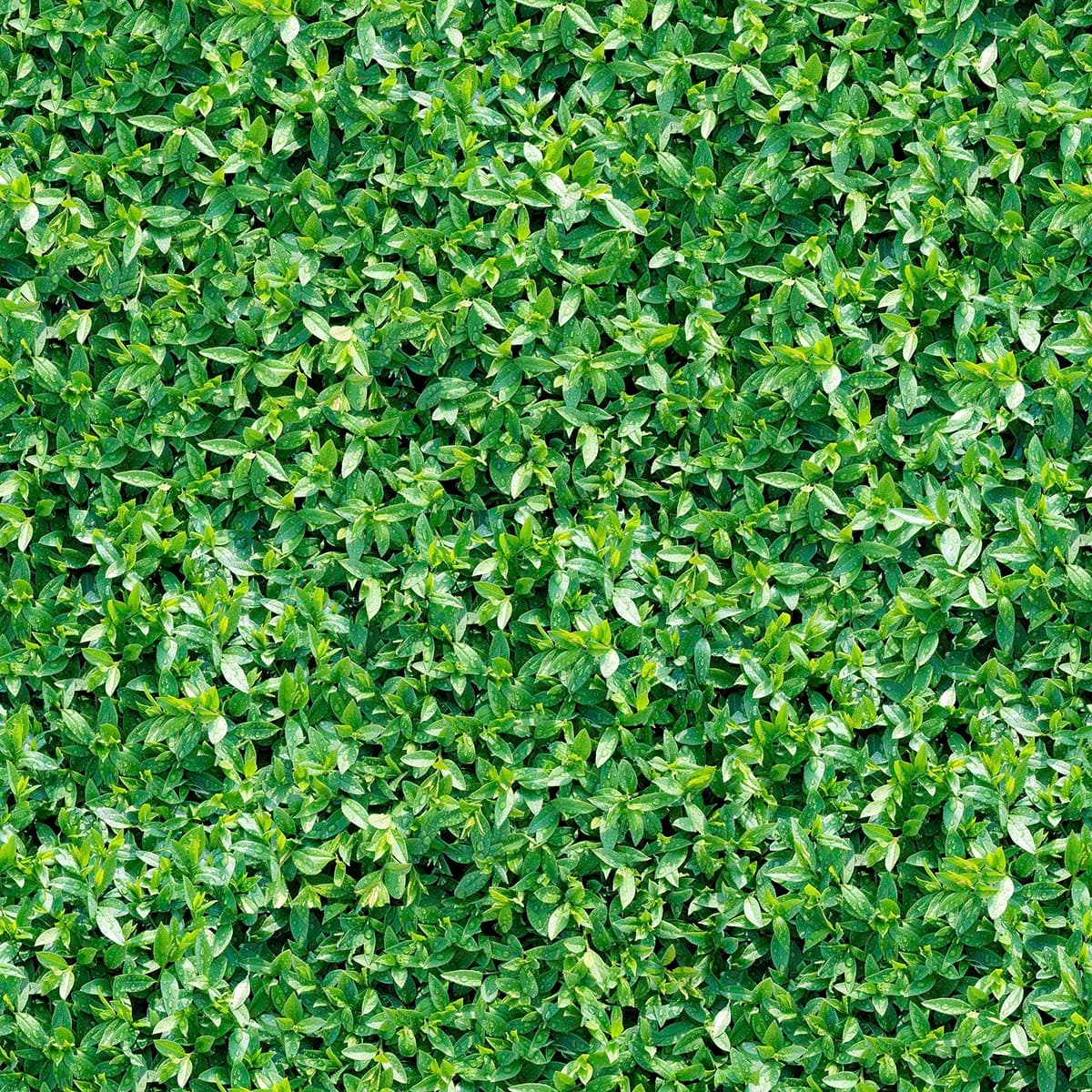 Botanical Greenery Leaves Wallpaper pattern detail