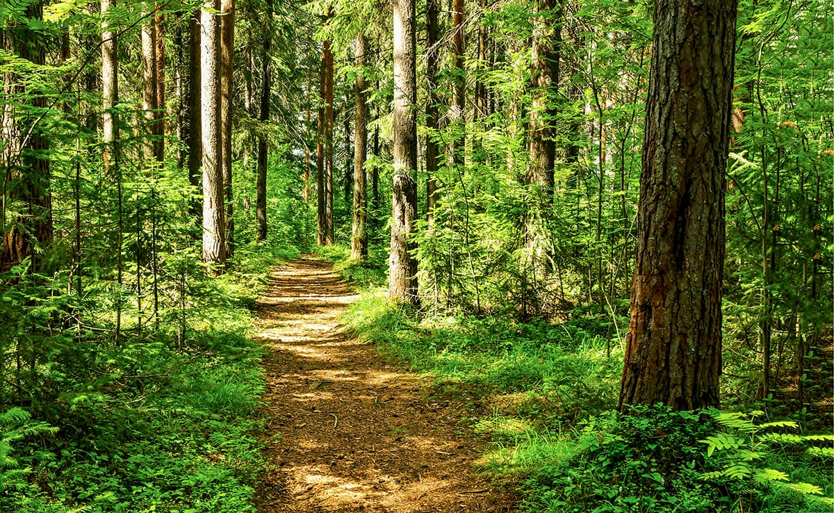 Scenic Forest Path Nature Wallpaper pattern detail