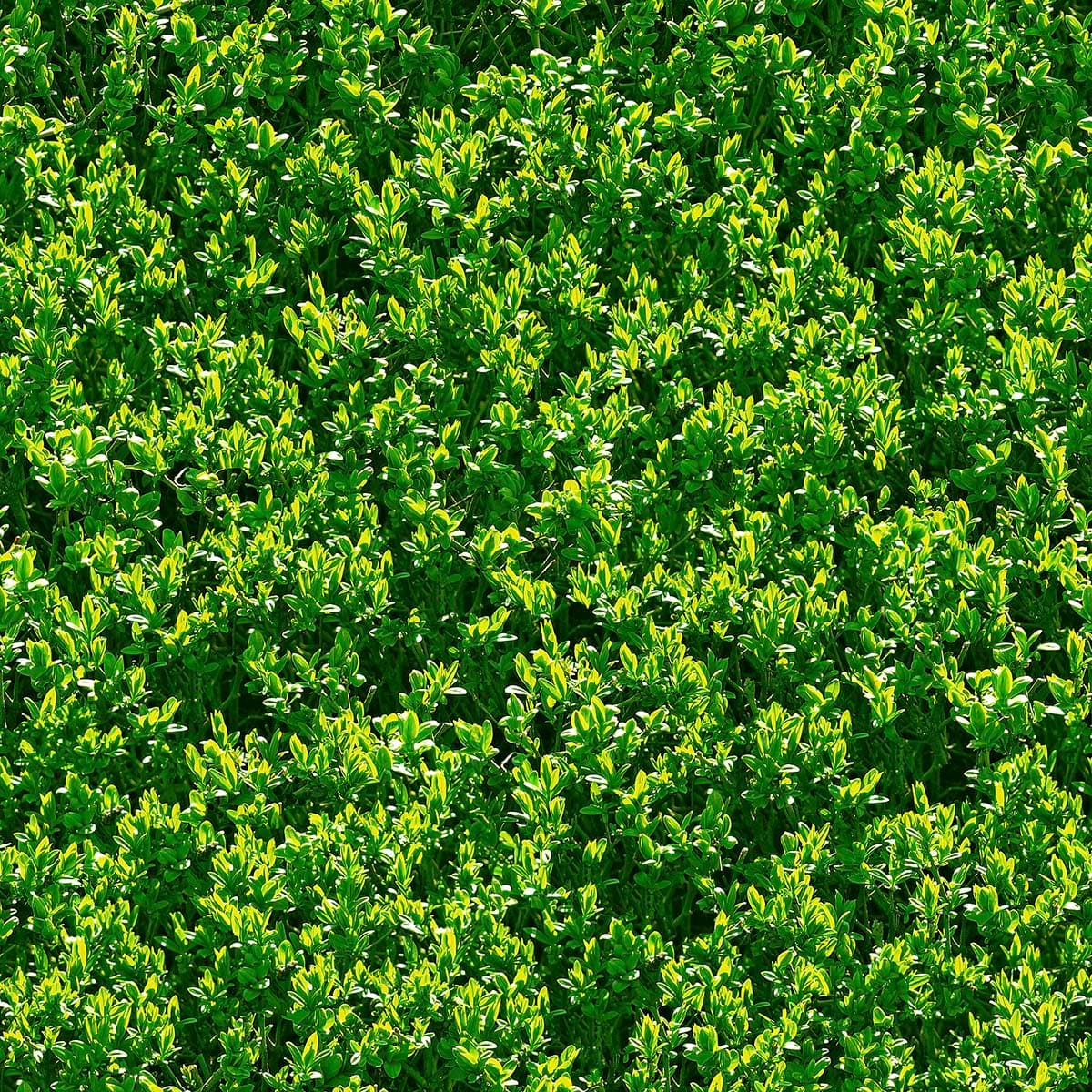 Close up of a Green Bush Balcony Wallpaper pattern detail