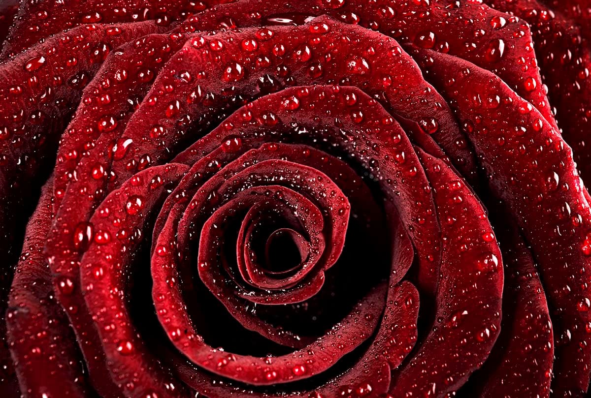 Dewy Close Up of a Rose Wallpaper pattern detail