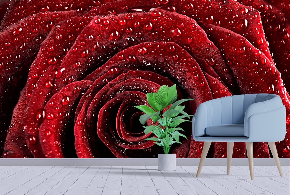 Dewy Close Up of a Rose Wallpaper shown in a room