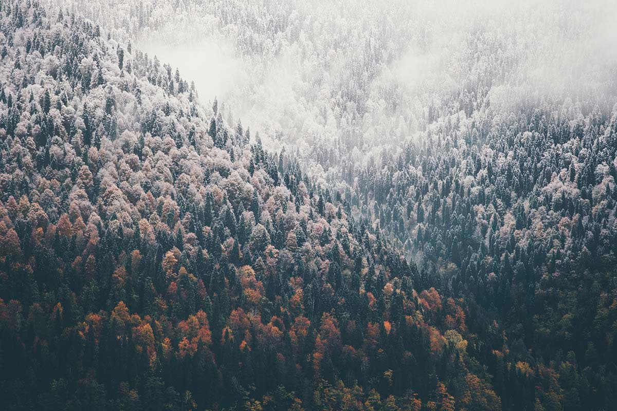 A snowy forest with trees pattern detail