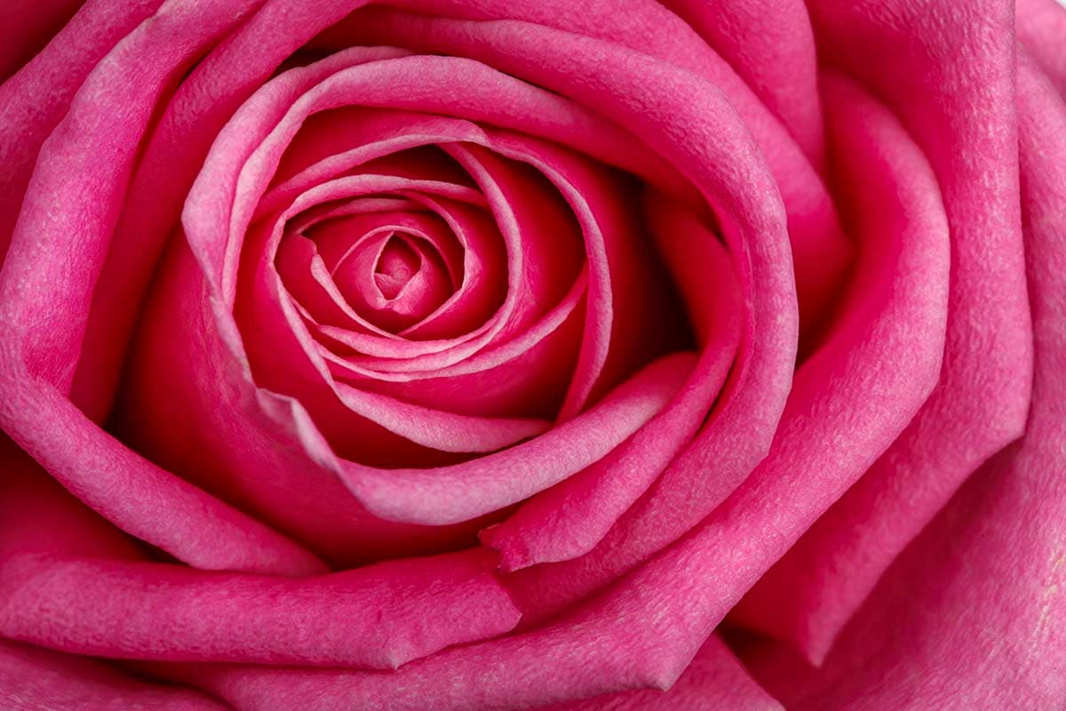 Pink Rose Wallpaper for Home pattern detail