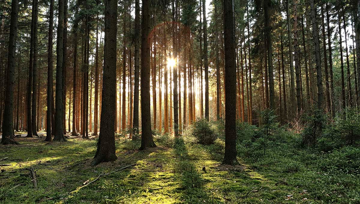 Dreamy Sunlight Forest Landscape Wallpaper pattern detail