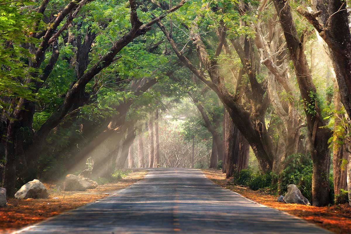 A road with trees and sun rays pattern detail
