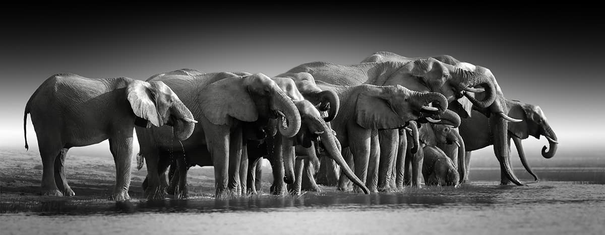 Elephant Wallpaper for Walls, Elephants standing in water pattern detail