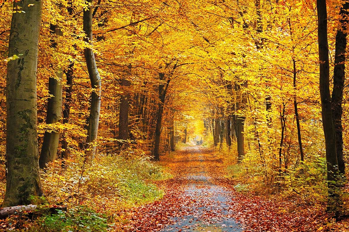 Living Room Wallpaper - Path with yellow leaves on it pattern detail