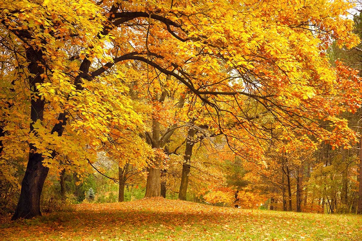 Autumn Glow Grove: Trees with Yellow Leaves Wallpaper pattern detail