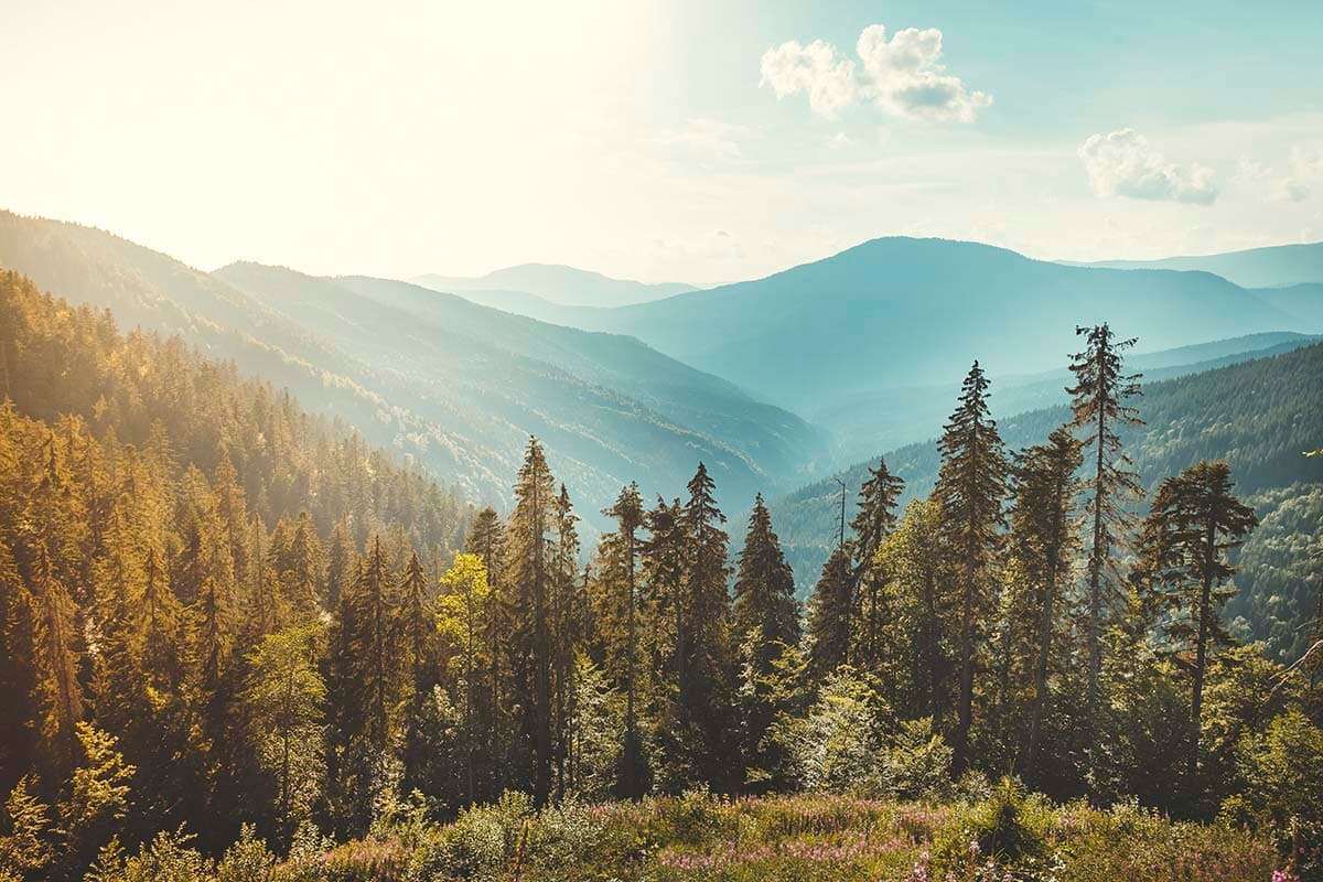 Landscape of Forest and Mountains Wallpaper pattern detail