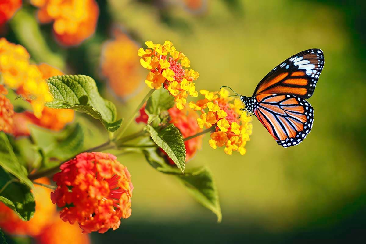 Beautiful Butterfly and Flower Wallpaper for Home pattern detail