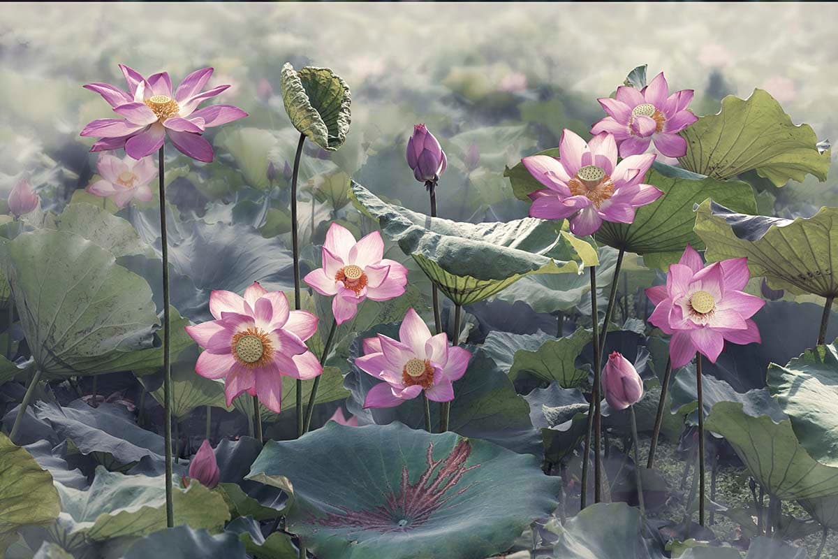 Botanical Pink Flowers with Green Leaves wallpaper pattern detail