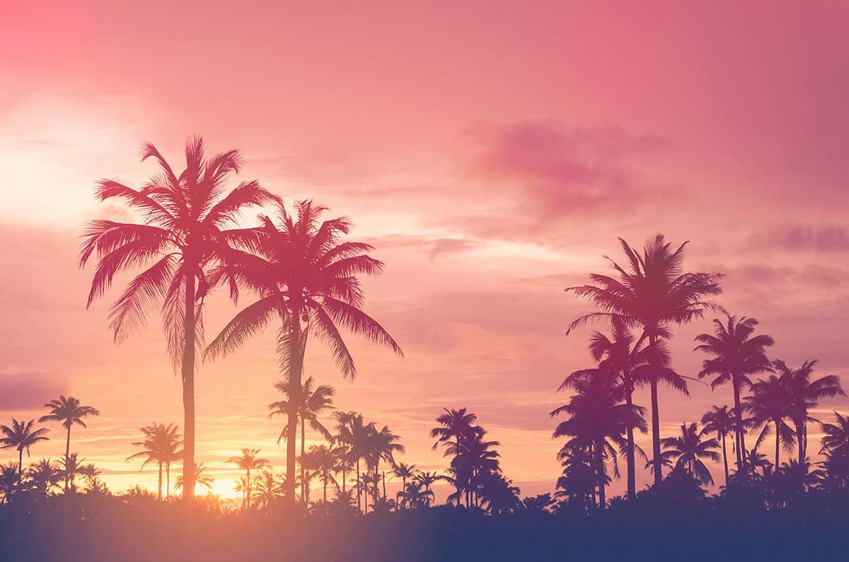 Palm Trees with Pink Sky Tropical Scene wallpaper pattern detail