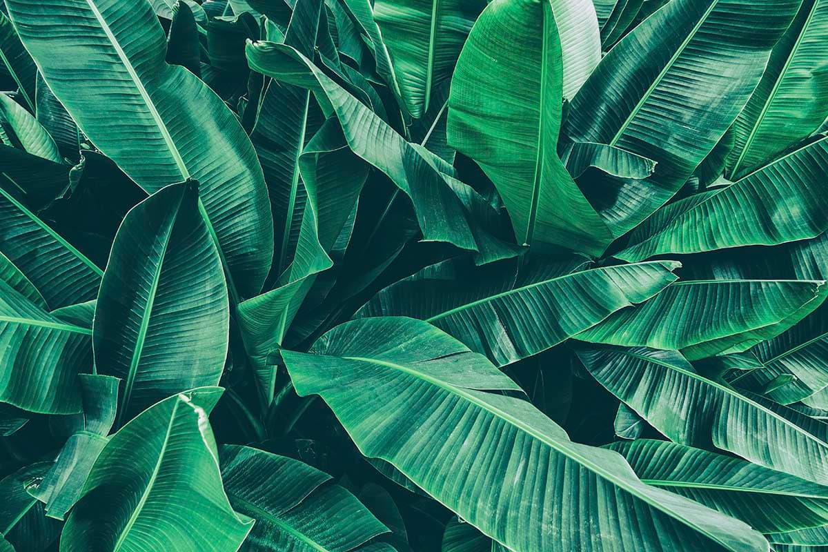 A large green leaves pattern detail