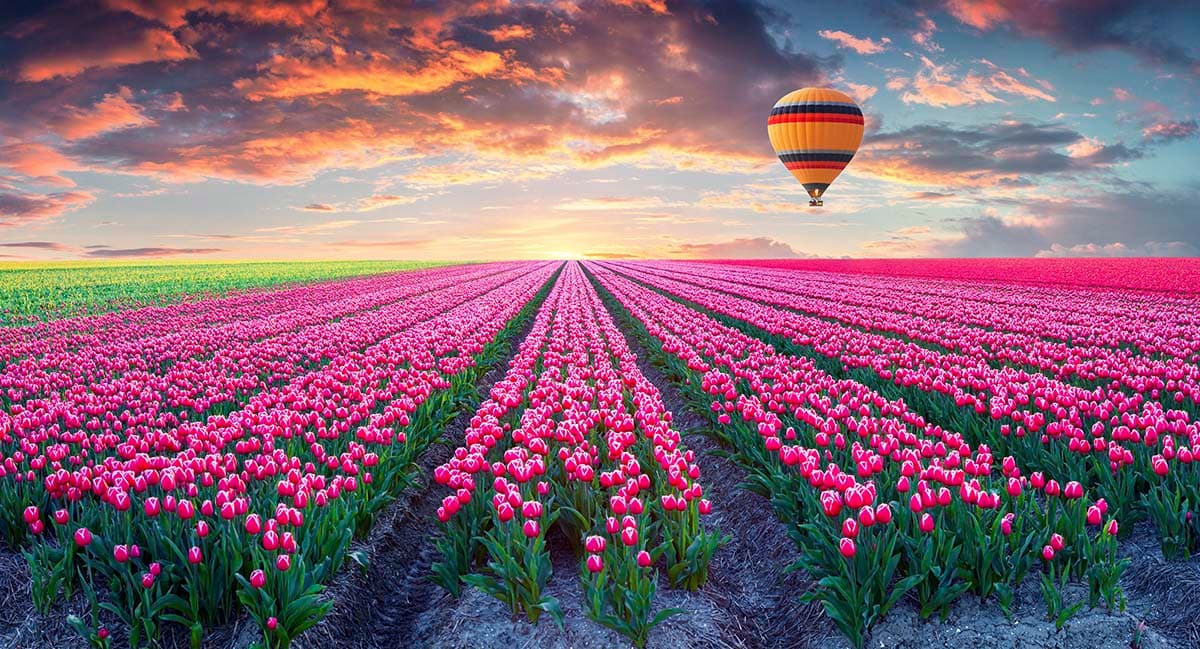 Beautiful Tulip Farm Wallpaper for Wall pattern detail