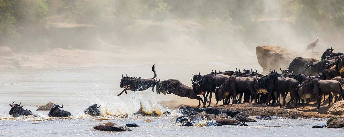 Herd of Wildebeest Leaping into Water Wallpaper Mural pattern detail