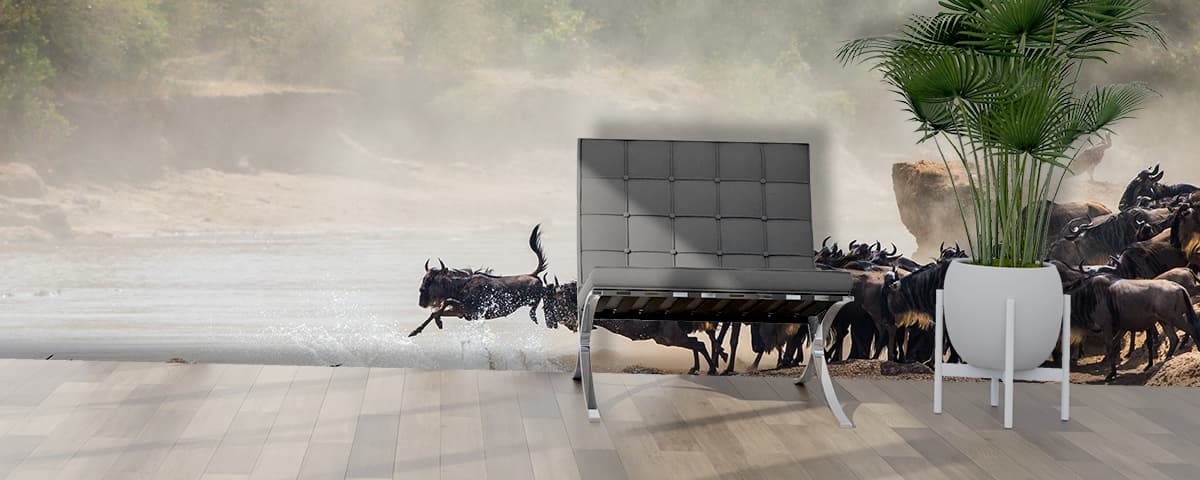 Herd of Wildebeest Leaping into Water Wallpaper Mural shown in a room