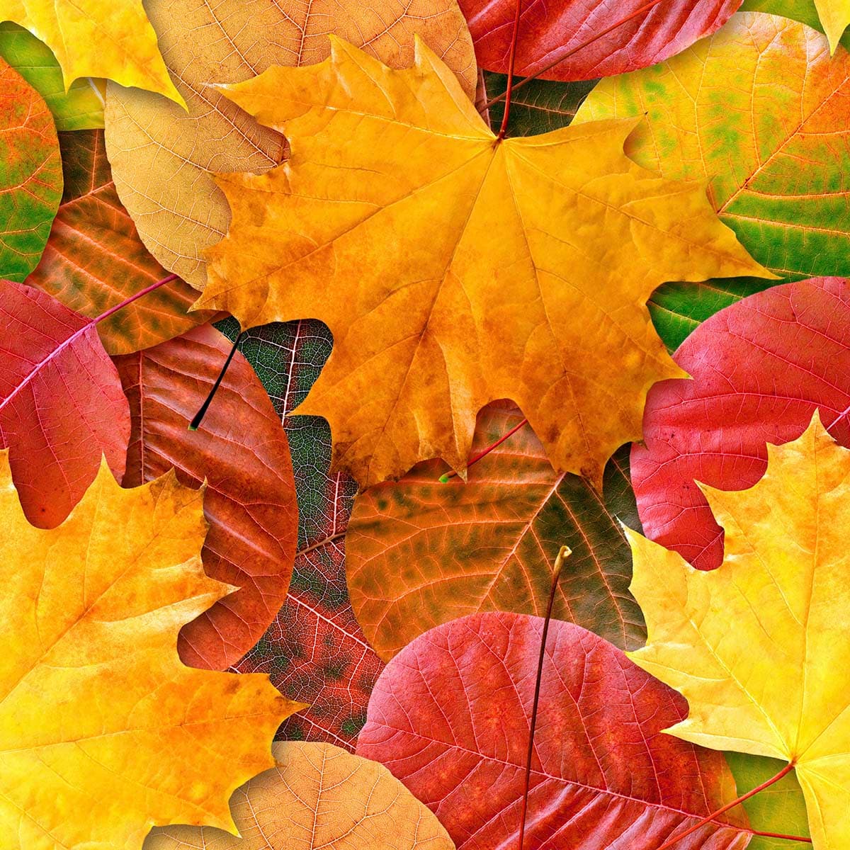 Modern Colorful Fall Leaves for a Bright Room Wallpaper pattern detail