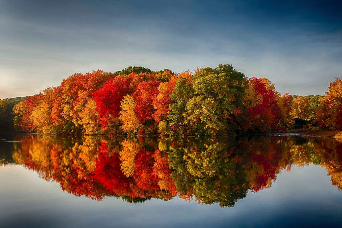 A group of trees with different colored leaves on the water pattern detail