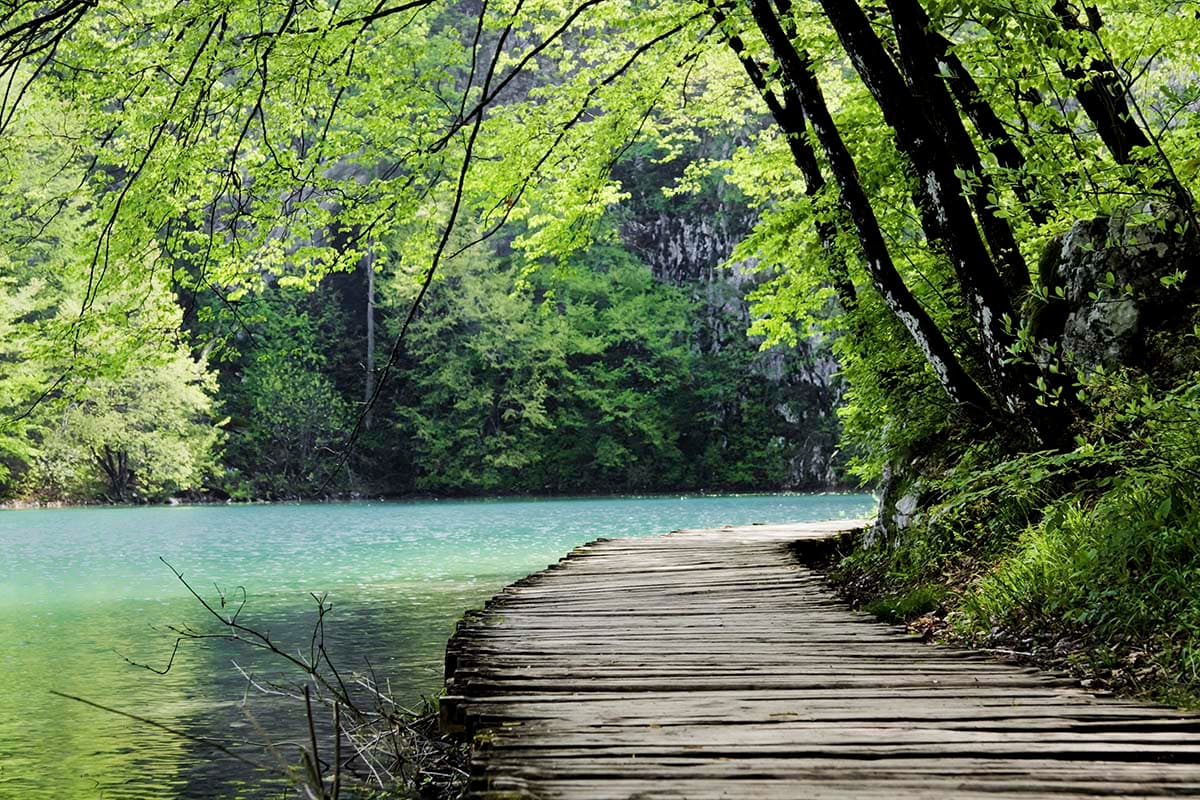 Wooden Path Leading to Water Nature View Wallpaper pattern detail