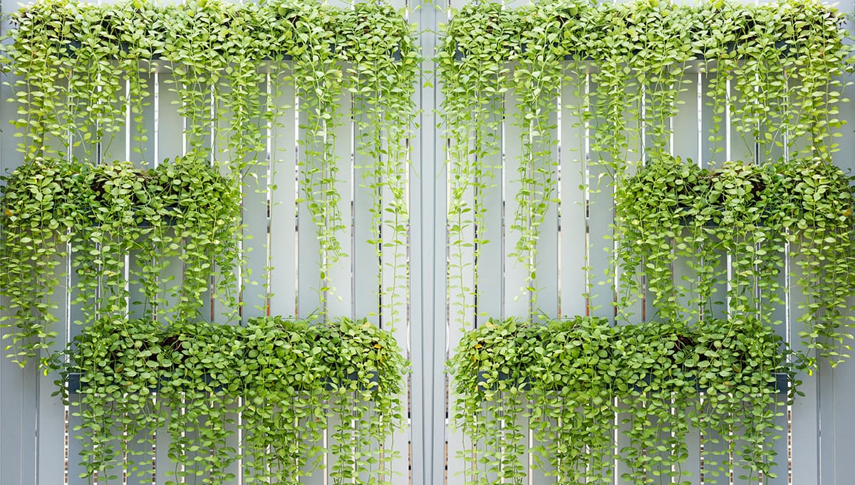 Indoor Vertical Green Wall with Hanging Plants Wallpaper pattern detail